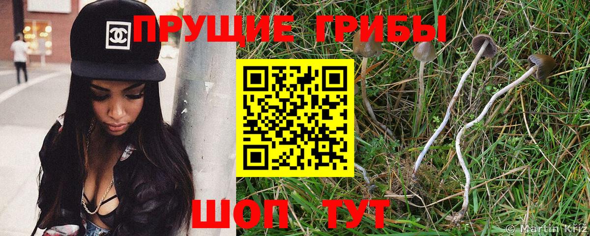 Сорочинск  Псилоцибиновые грибы GOLDEN TEACHER  Галлюциногенные грибы Psilocybe  Вход с VPN 